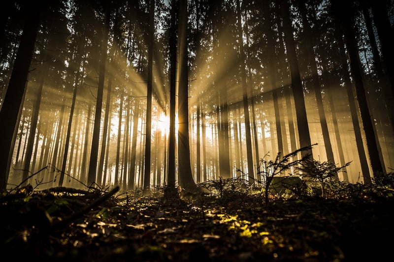 Mystical Woodland Receptions