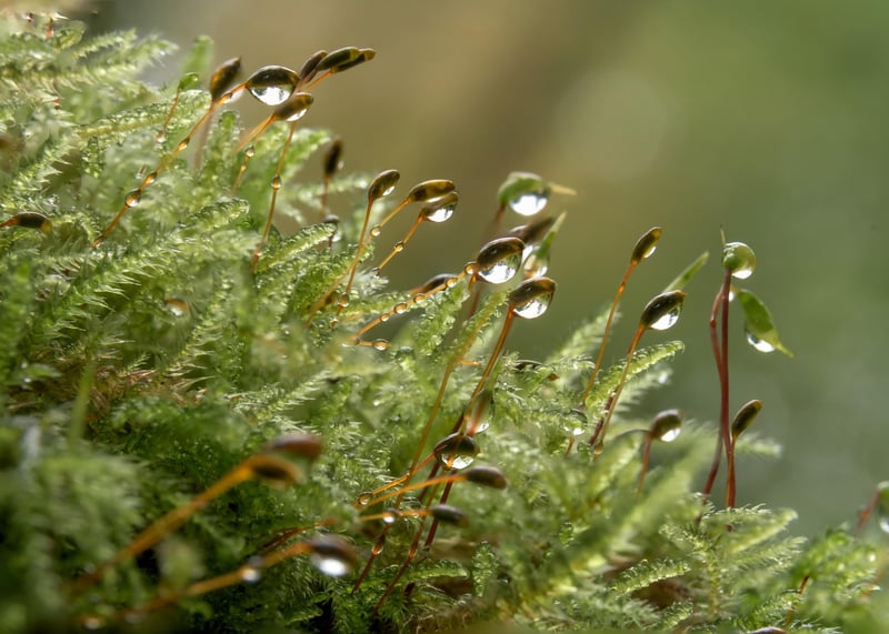 Mossy Tablescape